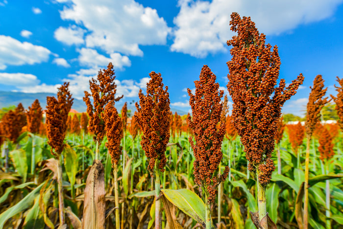 1 Lb BULK HONEY DRIP SORGHUM Bicolor Honey Drop Syrup Grain Vegetable Pound 22,400 Seeds