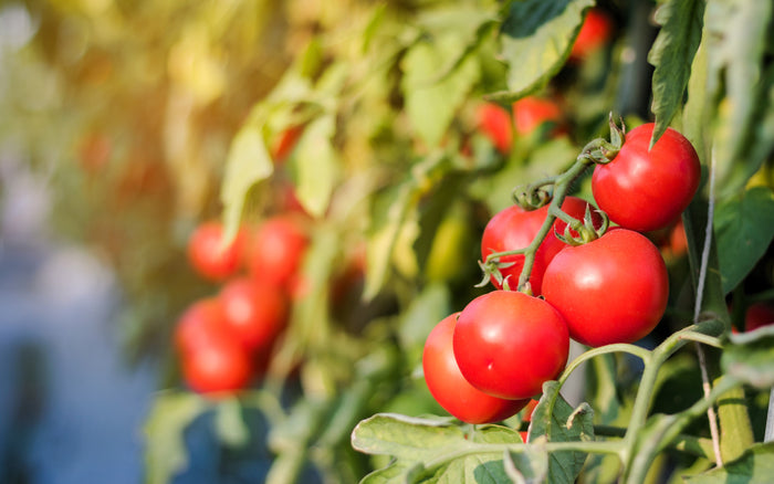 1 Oz Bulk ITALIAN TREE TOMATO 'Trip L Crop' Seeds - 1 Ounce = Approx 9500 Seeds