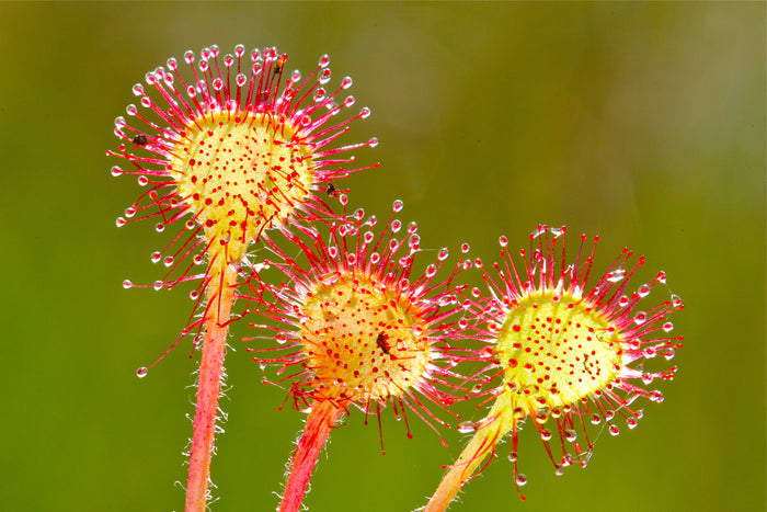 10 CARNIVOROUS SUNDEW PLANT Drosera Flower Seeds