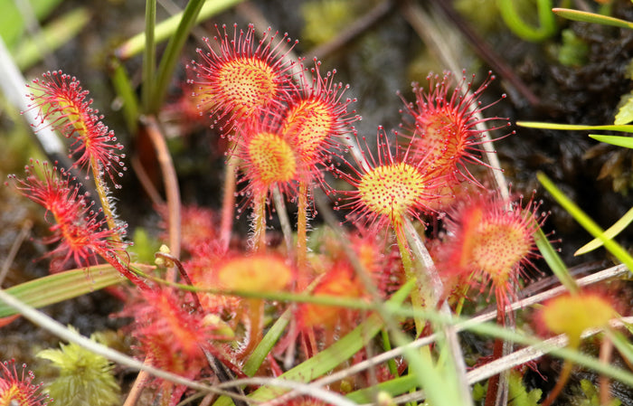 10 CARNIVOROUS SUNDEW PLANT Drosera Flower Seeds