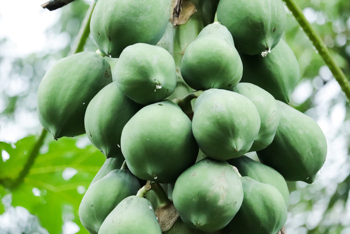 10 DWARF WAIMANALO PAPAYA Solo Hawaiian Carica Fruit Tree Houseplant Seeds