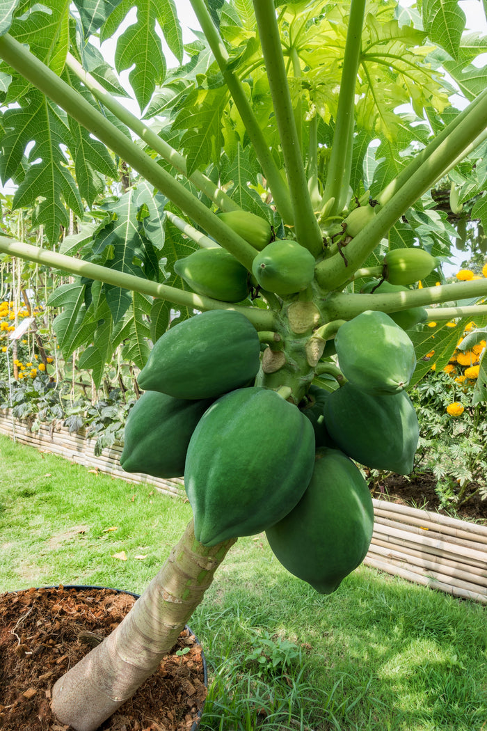 10 DWARF WAIMANALO PAPAYA Solo Hawaiian Carica Fruit Tree Houseplant Seeds