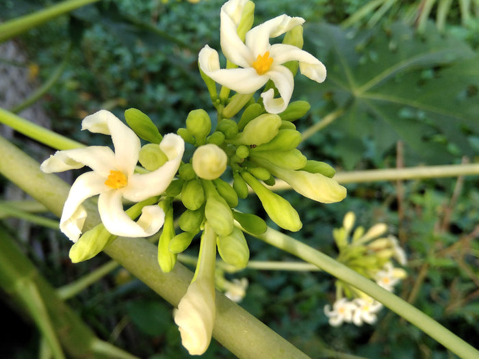10 DWARF WAIMANALO PAPAYA Solo Hawaiian Carica Fruit Tree Houseplant Seeds
