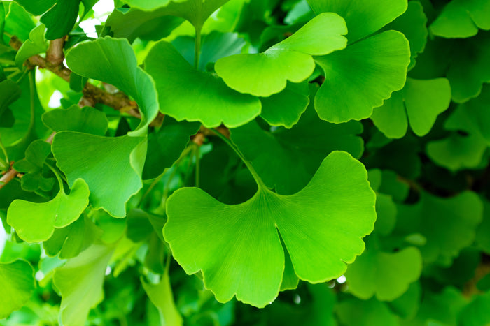 10 GINKGO BILOBA Maidenhair Tree Yellow Fall Orange "Fruit" Herb Seeds