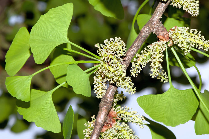 10 GINKGO BILOBA Maidenhair Tree Yellow Fall Orange "Fruit" Herb Seeds