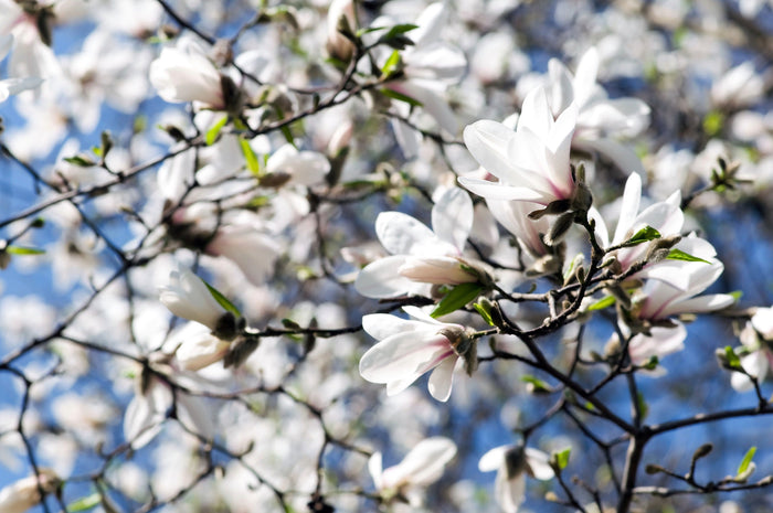 10 KOBUS MAGNOLIA TREE aka Japanese Magnolia or Kobushi - White Pink 4" Fragrant Flower Seeds