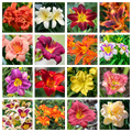 10 MIXED COLORS DAYLILY Hemerocallis Day Lily Fine Mix Red Purple Flower Seeds