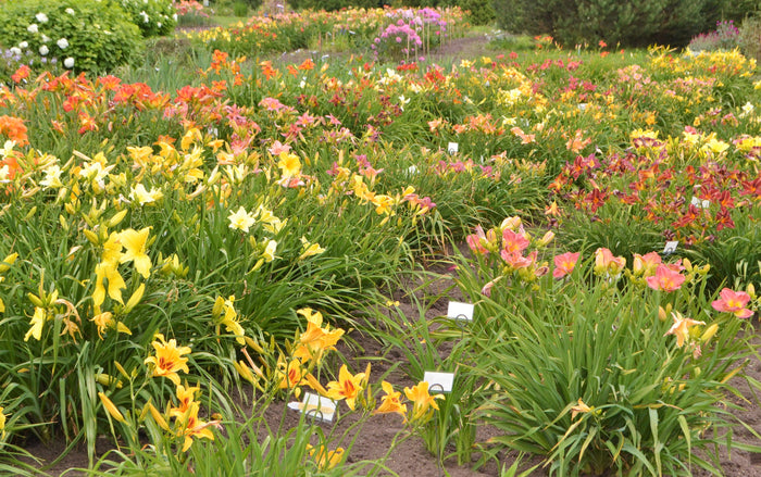 10 MIXED COLORS DAYLILY Hemerocallis Day Lily Fine Mix Red Purple Flower Seeds