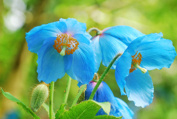 10 MIXED HIMALAYAN POPPY Blue Red Violet Meconopsis Napaulensis Mix Flower Seeds