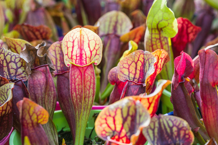 10 MIXED PITCHER PLANT Sarracenia Carnivorous Red Purple Yellow White Flower Seeds