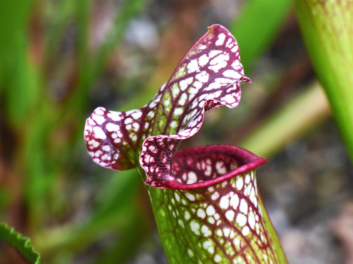 10 MIXED PITCHER PLANT Sarracenia Carnivorous Red Purple Yellow White Flower Seeds