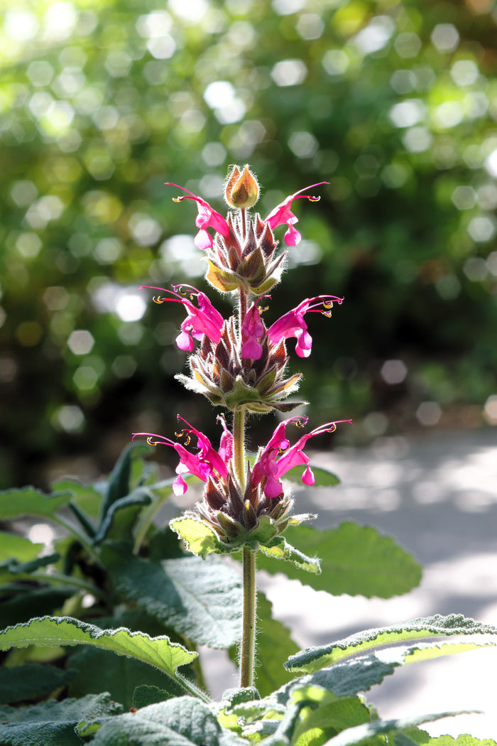 10 Organic California HUMMINGBIRD SAGE Salvia Spathacea Magenta Red Flower Herb Seeds
