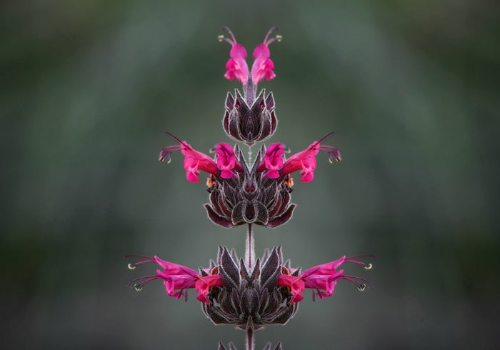 10 Organic California HUMMINGBIRD SAGE Salvia Spathacea Magenta Red Flower Herb Seeds