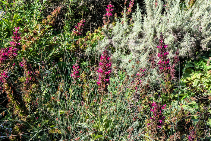 10 Organic California HUMMINGBIRD SAGE Salvia Spathacea Magenta Red Flower Herb Seeds