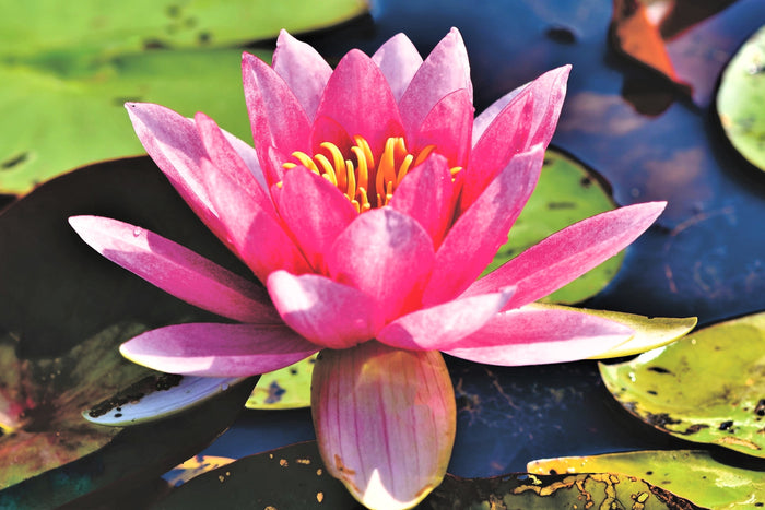 10 PINK Water LILY Pad Nymphaea Sp Pond Asian Lotus Flower Seeds