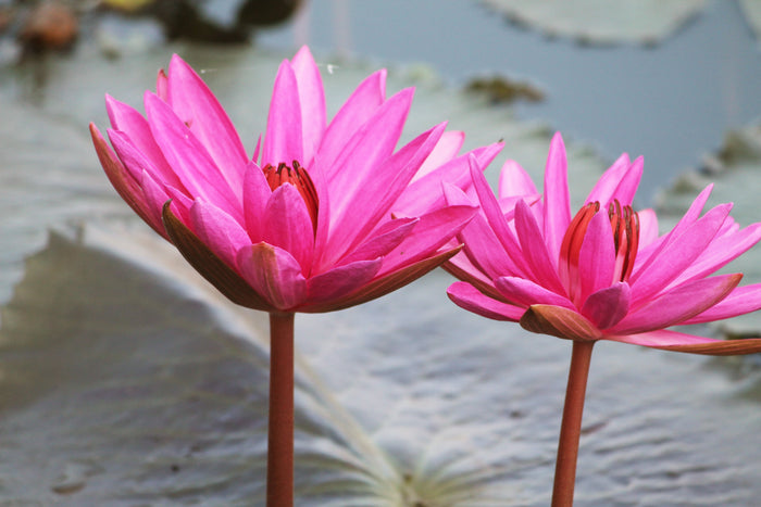 10 PINK Water LILY Pad Nymphaea Sp Pond Asian Lotus Flower Seeds