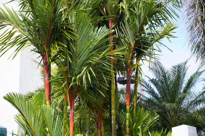 10 Red LIPSTICK PALM Sealing Wax Palm Cyrtostachys Renda Tree Houseplant Seeds