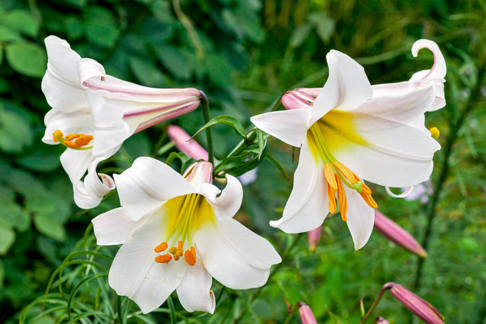 10 REGAL TRUMPET LILY aka Royal / King's Lilium Regale White Pink Yellow Flower Seeds