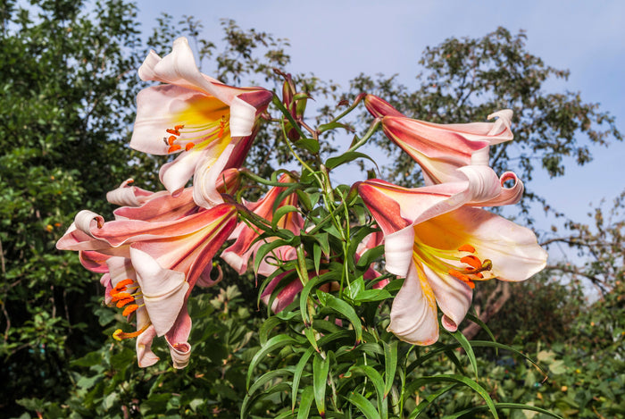 10 REGAL TRUMPET LILY aka Royal / King's Lilium Regale White Pink Yellow Flower Seeds