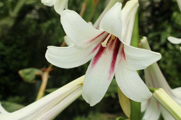 10 Seeds GIANT HIMALAYAN LILY Cardiocrinum Giganteum White & Red Shade Flower