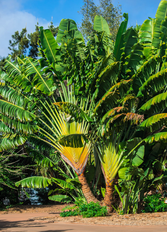 10 TRAVELLER'S PALM TREE Ravenala Madagascariensis Flower Houseplant Seeds