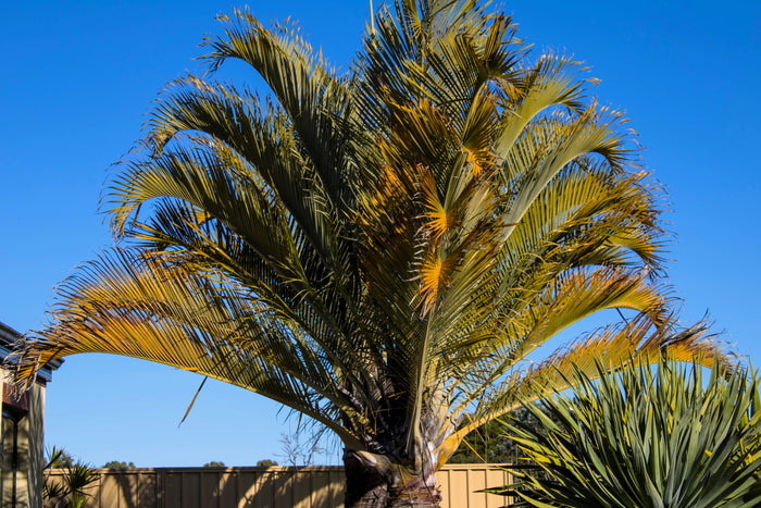 10 TRIANGLE PALM TREE Dypsis Decaryi Rare Tropical from Madagascar Seeds