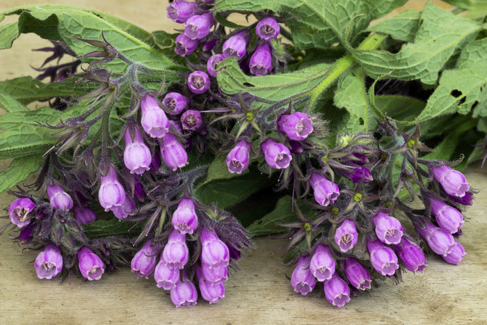 10 TRUE COMFREY Comphrey Symphytum Officinale Herb Seeds Purple Flowers