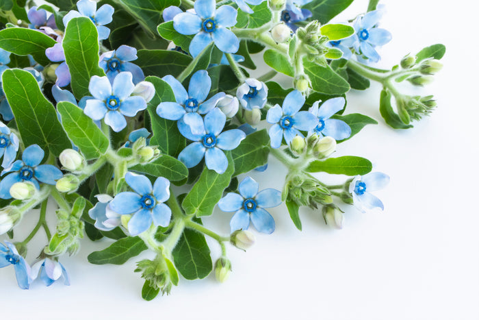 10 TWEEDIA BLUE MILKWEED Southern Star of Argentine Tweedia Caerulea syn. Oxypetalum Flower Vine Seeds