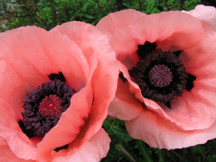 100 Princess Victoria Louise ORIENTAL POPPY Papaver Orientale Flower Seeds
