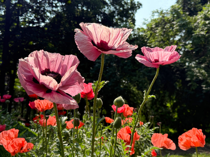 100 Princess Victoria Louise ORIENTAL POPPY Papaver Orientale Flower Seeds
