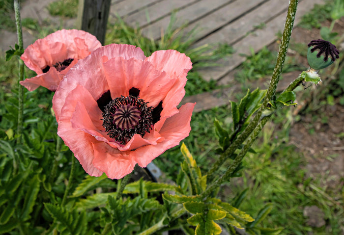 100 Princess Victoria Louise ORIENTAL POPPY Papaver Orientale Flower Seeds