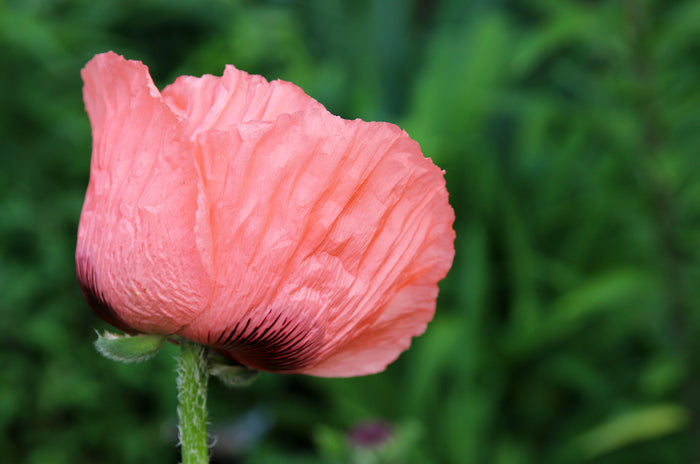 100 Princess Victoria Louise ORIENTAL POPPY Papaver Orientale Flower Seeds