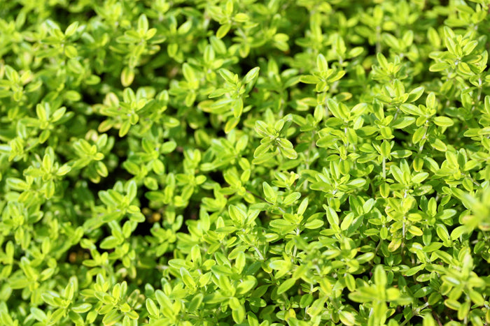 10,000 BULK LEMON THYME Thymus Pulegioides Herb Purple Flower Fragrant Evergreen Seeds