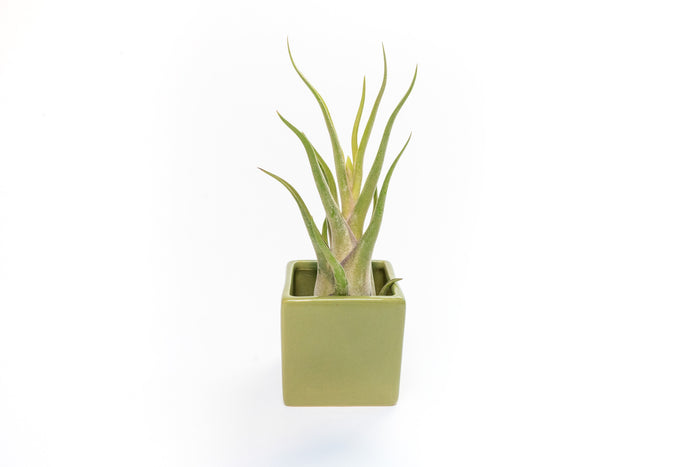 Avocado Green Ceramic Cube Container with Custom Tillandsia Air Plant