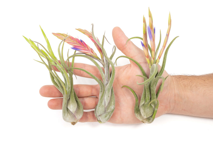 BLOOM SALE - Tillandsia Caput Medusae Air Plants - Set of 10 or 20 - 70% Off