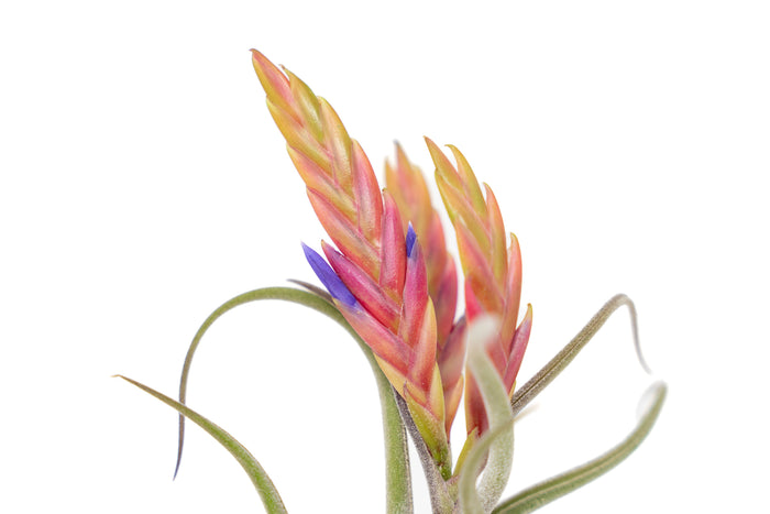 BLOOM SALE - Tillandsia Caput Medusae Air Plants - Set of 10 or 20 - 70% Off