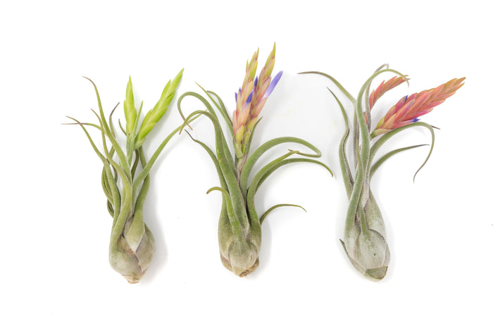 BLOOM SALE - Tillandsia Caput Medusae Air Plants - Set of 10 or 20 - 70% Off