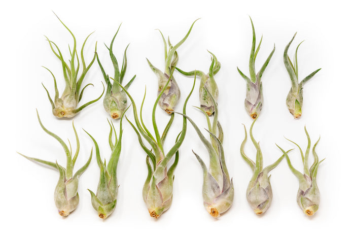 BLOOM SALE - Tillandsia Caput Medusae Air Plants - Set of 10 or 20 - 70% Off