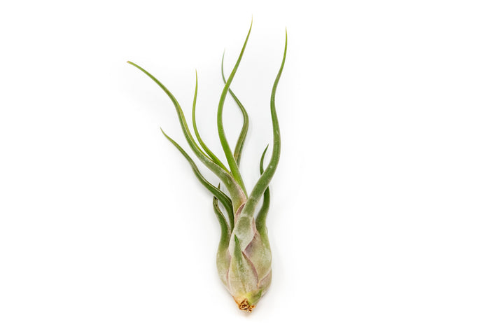 BLOOM SALE - Tillandsia Caput Medusae Air Plants - Set of 10 or 20 - 70% Off