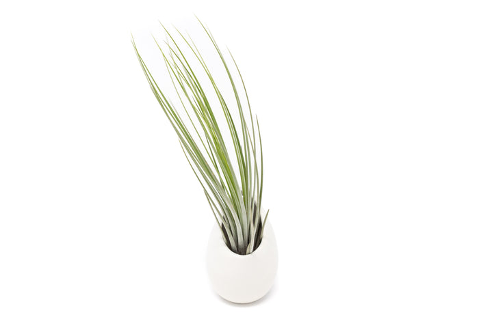 Gift Wrapped Large Ivory Ceramic Vase With Assorted Tillandsia Air Plant