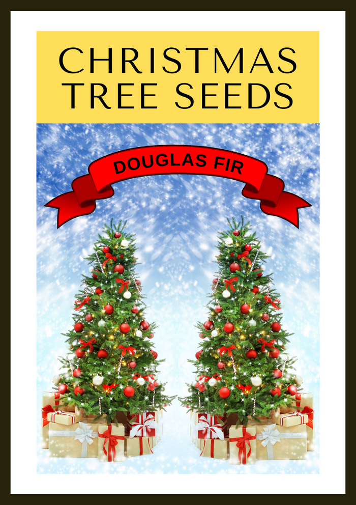 Grow Your Own CHRISTMAS TREE COLLECTION - 4 Gift Packets of Tree Seeds - Fraser Fir, Balsam Fir, Douglas Fir, & Blue Spruce + Free Gift Bag