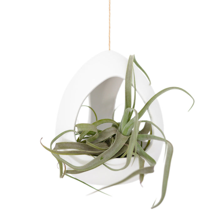 Large White Ceramic Hanging Pod with Two Assorted Tillandsia Plants