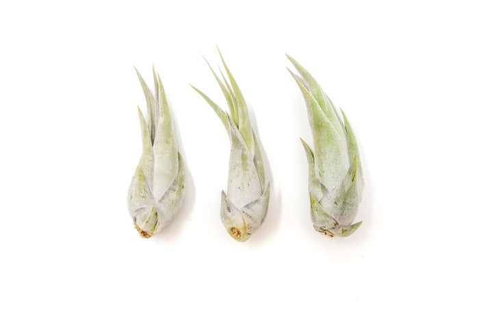 SALE - Tillandsia Circinata 'Paucifolia' Air Plants - Set of 10, 20, or 30 - 60% Off
